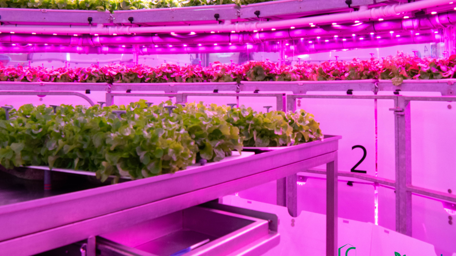 Agricultura Vertical: Innovación para un Futuro Sostenible